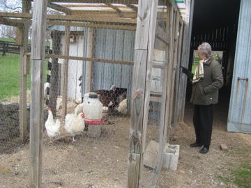 Sue inspects the birds