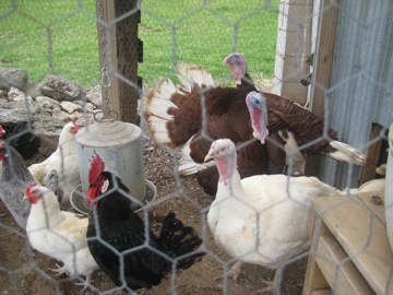 Hens and turkeys