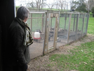 Sue spying on the guinea fowl and quail (they frighten easily)