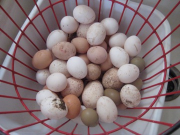 More eggs - quails as well