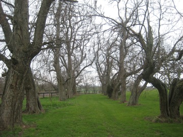 The avenue of ancient trees