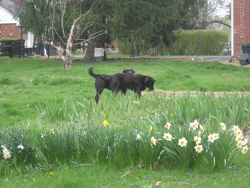 Dogs and daffodils